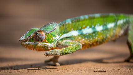 Panther chameleon closeup, Furcifer pardalis, Andasibe, Madagascar