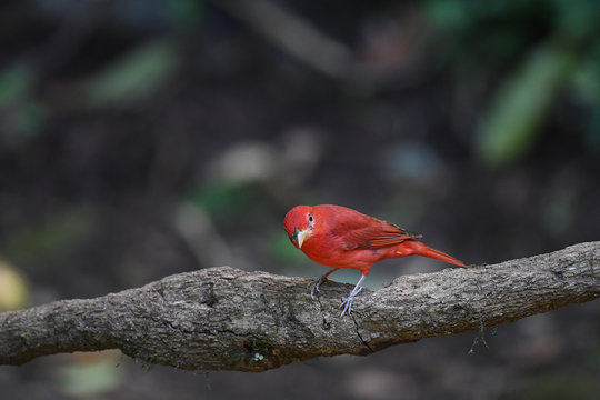 Summer Tanager male perched on a branch