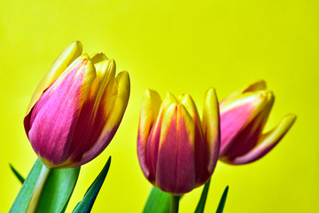 A series of red tulips on a yellow   background.
