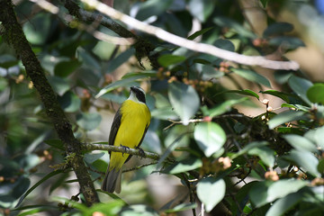 Great Kiskadee perched in a tree