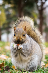Close-up of a very cute squirrel eating a peanut in Lafontaine park in Montreal