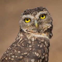 portrait of an eurasian eagle owl