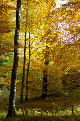Herbstwald