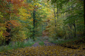 Herbstwald