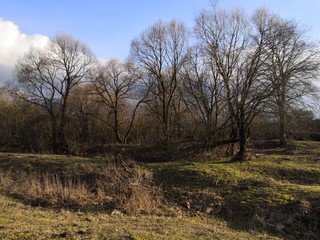 trees in fog