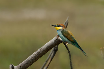 European bee-eater (Merops apiaster) perched on a dry branch. Beautiful colorful bird.