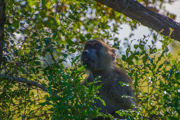 Babouin dans arbre