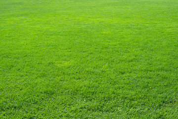 Texture background of fresh, natural fresh green grass in perspective. Design concept of green...