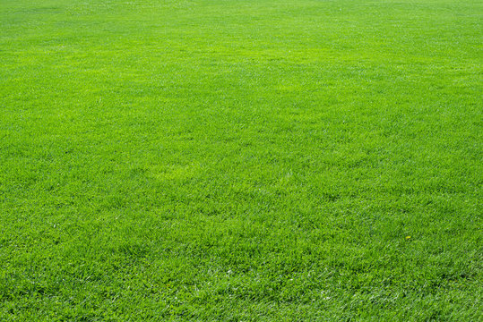 Texture background of fresh, natural fresh green grass in perspective. Design concept of green grass.