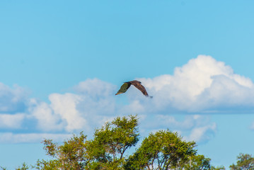 Aigle ravisseur en vol 