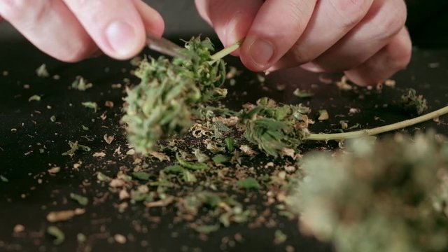 Manual processing of cannabis buds of medical marijuana with old scissors.
