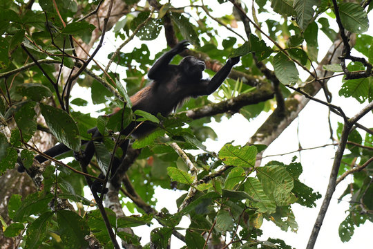 Mantled Howler Monkey In A Tree