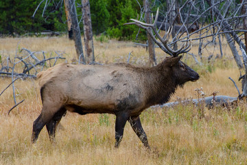 Bull Elk (Wapiti) in Yellowstone National Park, Wyoming, United States