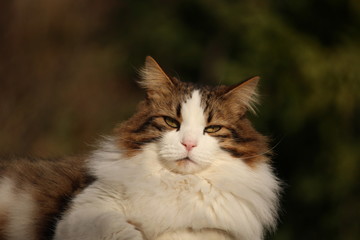 Chat profitant du Soleil