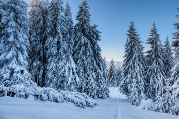 Gorgeous winter landscape in the mountains with snow on trees, Slovakia Velky Choc