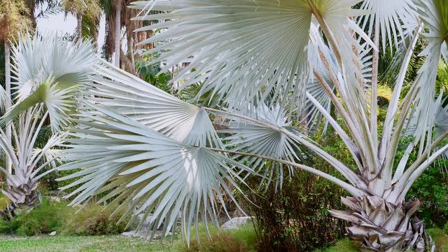 Blue Palms Trees with Big Leaves in Summer Tropical Park in Asia. Calm Relaxing Background