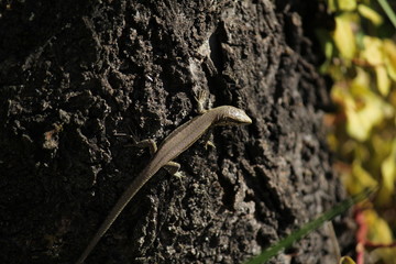 L&eacute;zard sur un Cerisier