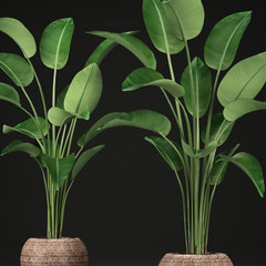 Fototapeta na wymiar tropical plants Strelitzia, banana palm in a pot 
