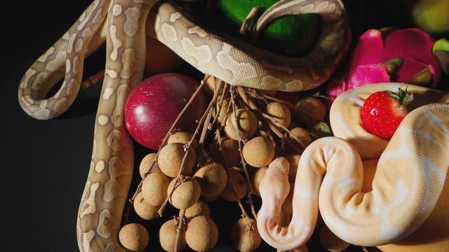 Shooting of fresh exotic fruits and ball pythons