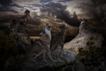 wolves selflessly sing their song