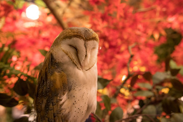 owl sleeping amidst autumn leaves