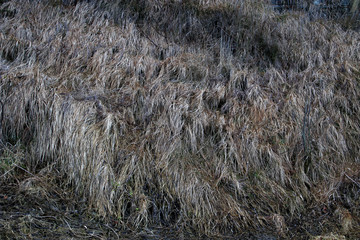dry grass in the wind