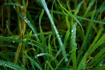 Fresh dew on a cold winter morning,December 2019