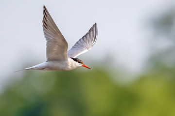 Caspian Tern in flight