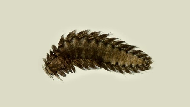 worm Lopadorrhynchus sp. under a microscope, the family Lopadorrhynchidae, type Annelida, found in the Atlantic Ocean