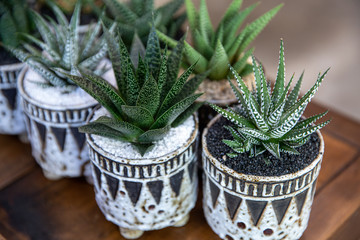 Small succulent plants Haworthia Attenuata member of the subfamily Asphodeloideae potted on the...