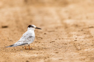 Whiskered Tern 