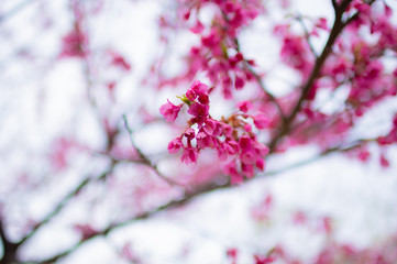 寒緋桜/ Cold scarlet cherry