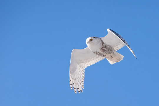 Female snowy owl flying against blue sky