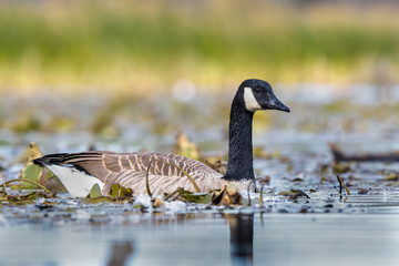 Canada goose