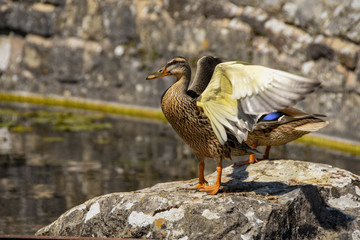 Wild mallard duck on rock flapping to dry wings