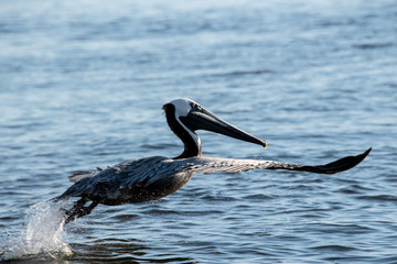 Adult pelican taking off to fly from water in Chesapeake Bay