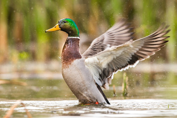 Mallard flapping its wings