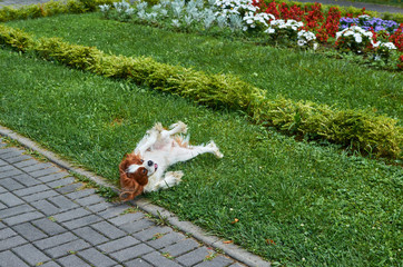 Adorable doggy rolling on a grass in a public park