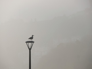 A seagull on a reverbere with a relief in the mist in the background