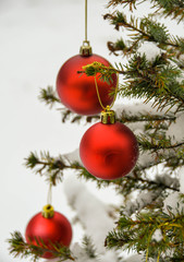 Red Christmas bauble decorations hanging on a snow covered branch of a pine Xmas tree