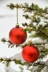 Red Christmas bauble decorations hanging on a snow covered branch of a pine Xmas tree