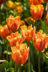 Close up view of read and orange tulips in bloom back lit by sunlight
