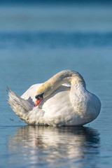 Trumpter Swan with a nice blue background