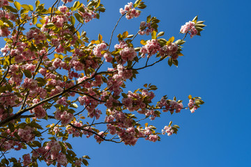 Cherry blossom tree in flower against a deep blue sky