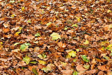 Carpet of leaves on the ground in the fall 