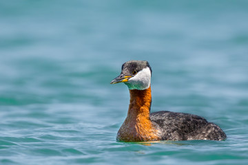 Red-Necked Greeb swimming