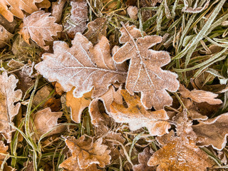 Close up view of frost on dead leaves fallen from a tree in autumn.