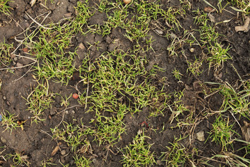 freshly sprouted grass on the ground after winter background texture