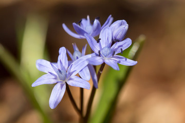 Alpine squill or two leaf squill, early spring purple flower growing from an underground bulb with...