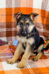 2 month old dog with toys. German Shepherd puppy on a checkered color background. A puppy is looking at camera. Too cute